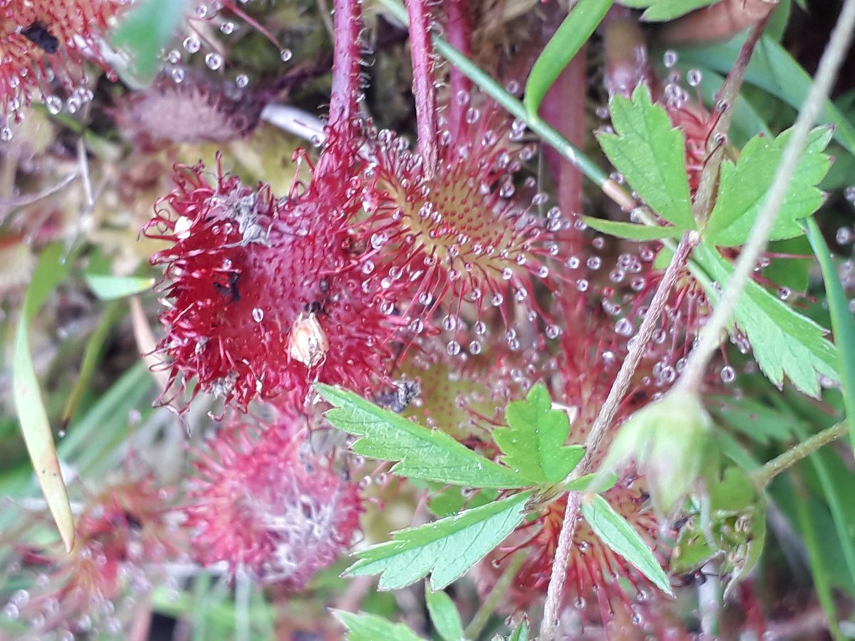 The seepage mires on our New Forest commons contain an internationally important mix of specialist plants, including carnivorous Sundews. The droplets of 'dew' lure insects in for a drink, but it is in fact glue which sticks the insect &amp; it is slowly absorbed by the plant.