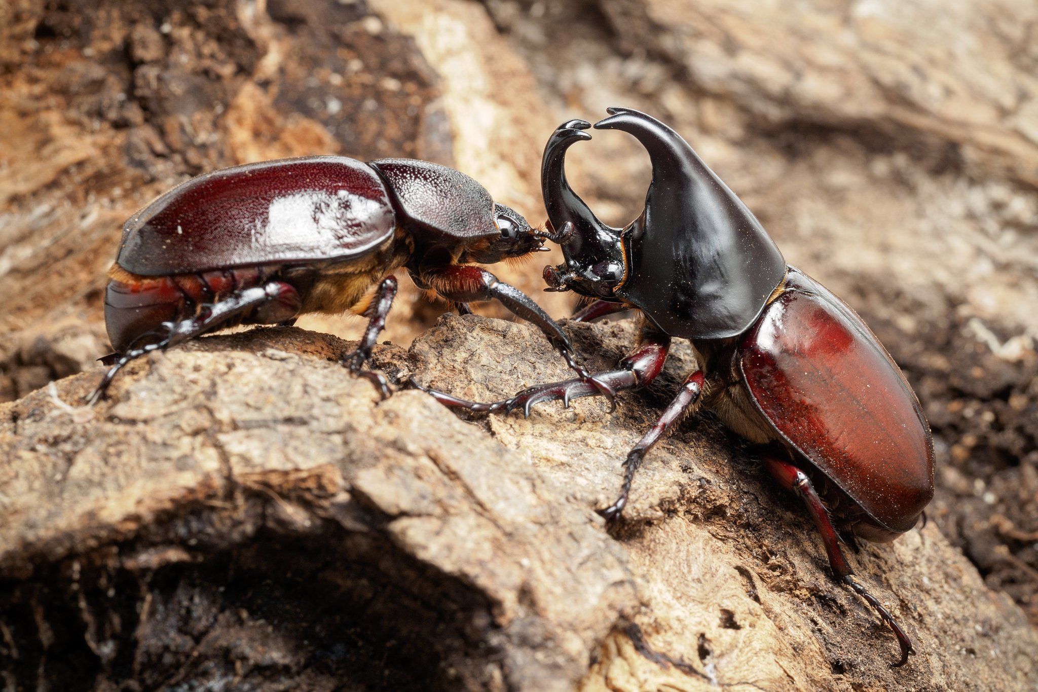 ジラフ　立体昆虫タイ ジラフ 立体昆虫タイ ギラファ最高峰!ダイスケ・ギラファ(WF-1