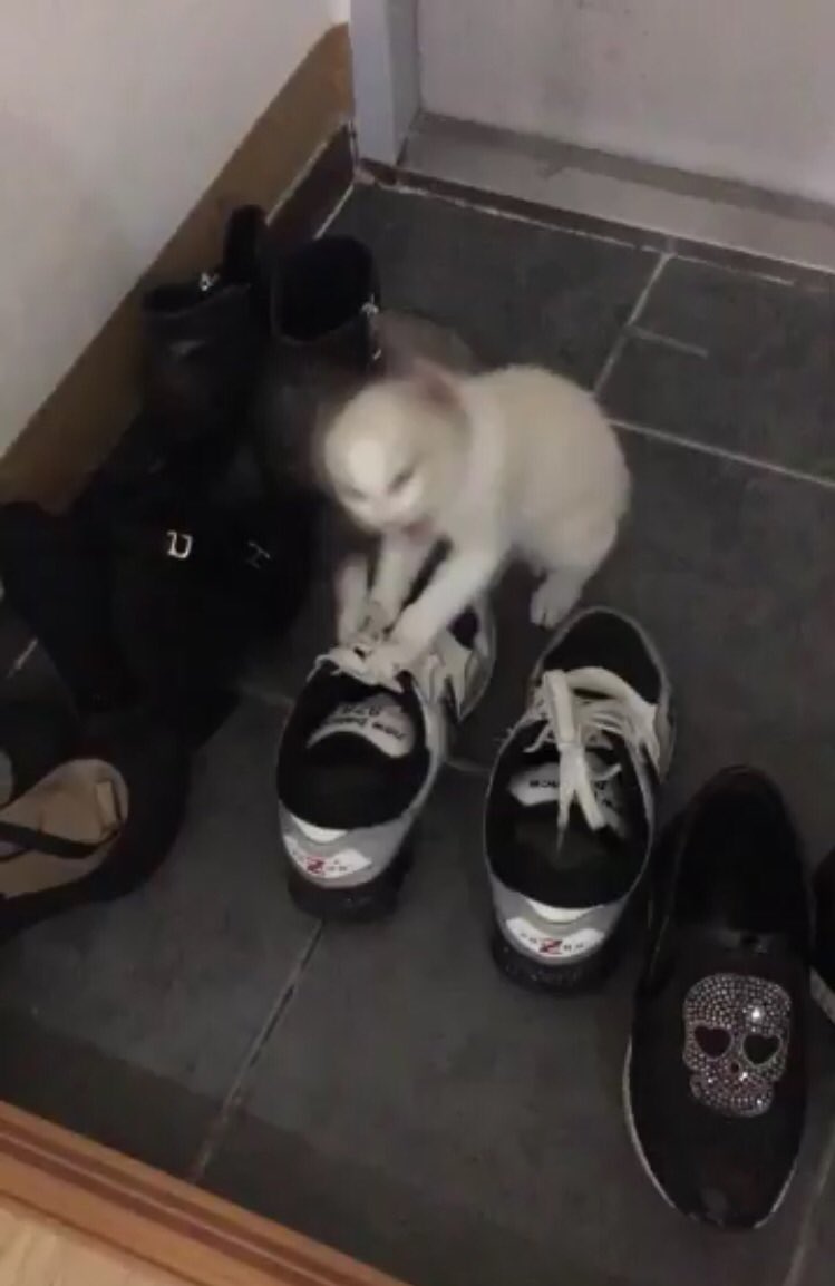 Mint_thecat's tweet photo. 지옥에서 올라온 작은 마귀가 집주인의 신발에 저주를 걸고 있다 
#탐라배_지랄_고양이_대회 https://t.co/4eM6QQQFM0