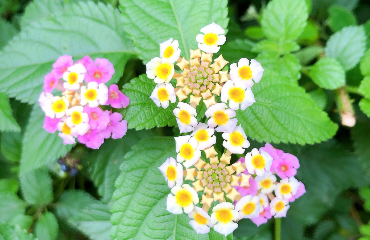 さいとうかおり La駐在妻 日本一時帰国中 Pa Twitter なんて可愛い花 お家で育てたいけどこの花の名前がわからない 写真撮って一度去ったのに 戻ってまた見てしまった お花 可愛い花