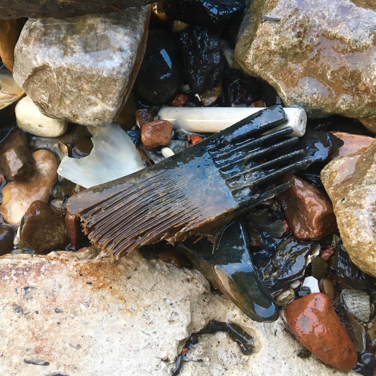 Sorry, I know you’re all eating breakfast but yesterday I took this nit comb, preserved in my freezer, to the Museum of London’s FLO & he identified it as Roman. Made from boxwood, it’s survived 2,000 yrs in Thames mud & has Roman nits STILL visible #Mudlark