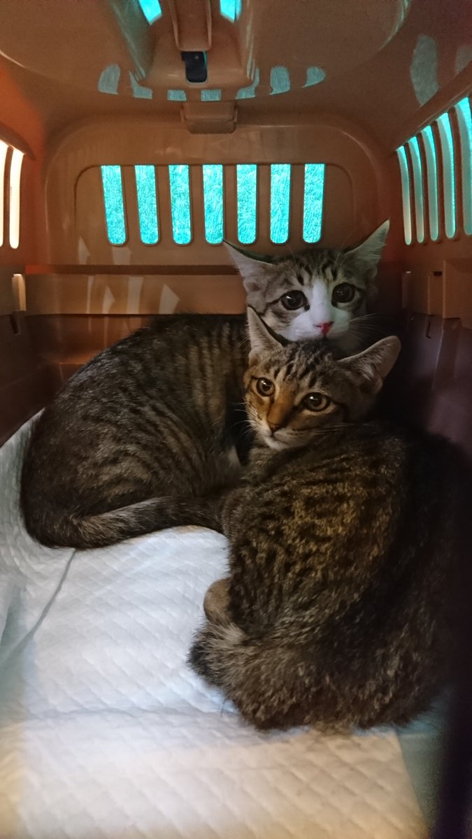 7370124's tweet image. やっときーちゃん♀は抱っこさせて貰えるようになったけどシャーくん♂はまだまだ威嚇しておててが出ます💦
なのでシャーくんは保護活動仲間に預り保育決定となりました…
離して一匹にすると馴れる説に賭けてみます😅
手強いぞ、シャーくん🤔
#保護猫
#威嚇ねこ
#保護活動
#猫のいる暮らし