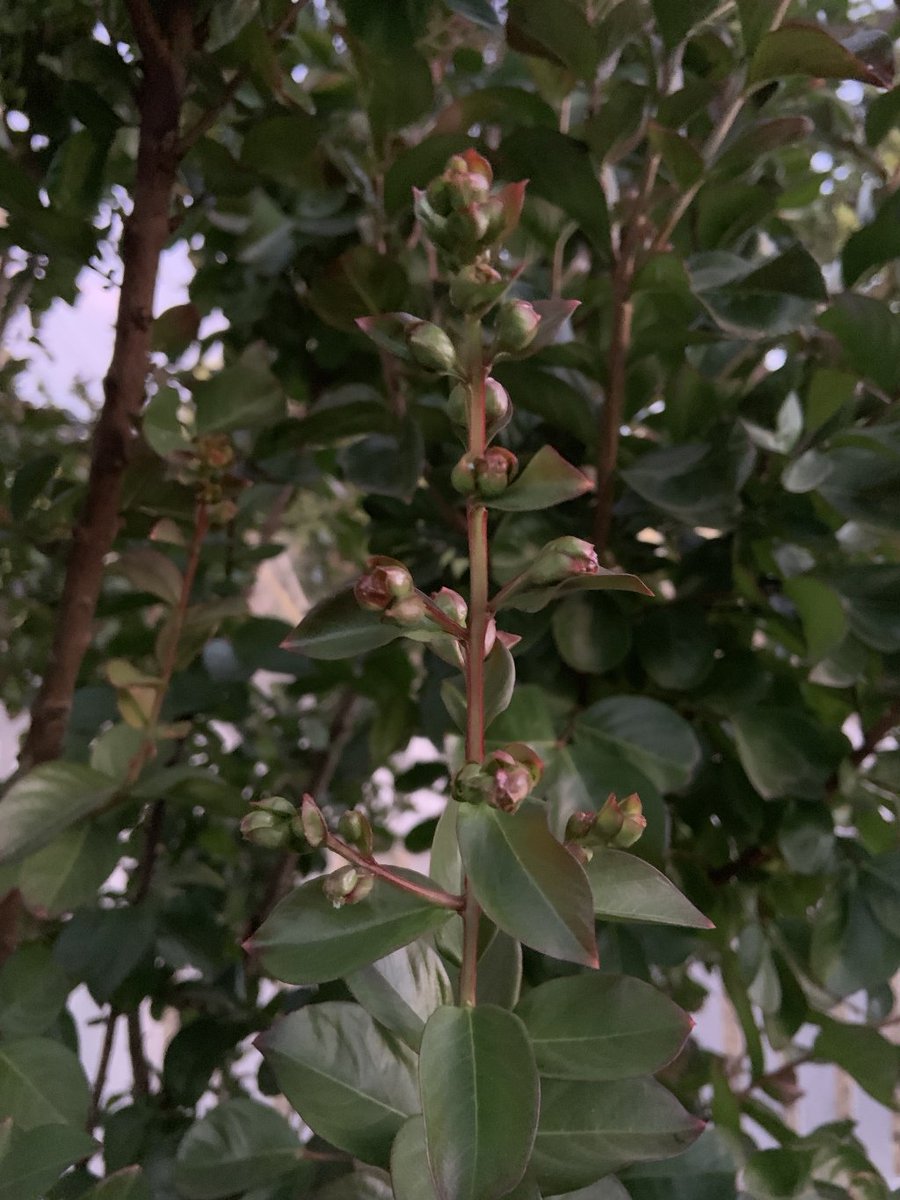 gabriana's tweet photo. Crepe myrtle flowers are coming - today's #OneGoodThing #Day198 #Day1294 #onegoodthingproject #year4ofonegoodthing #nosyparkerblog #caregiver #familycaregiver #caringformama #invisibleillness #spoonies #dailygratitude… https://t.co/KdAsEqdLGE https://t.co/HqzhF73yuX