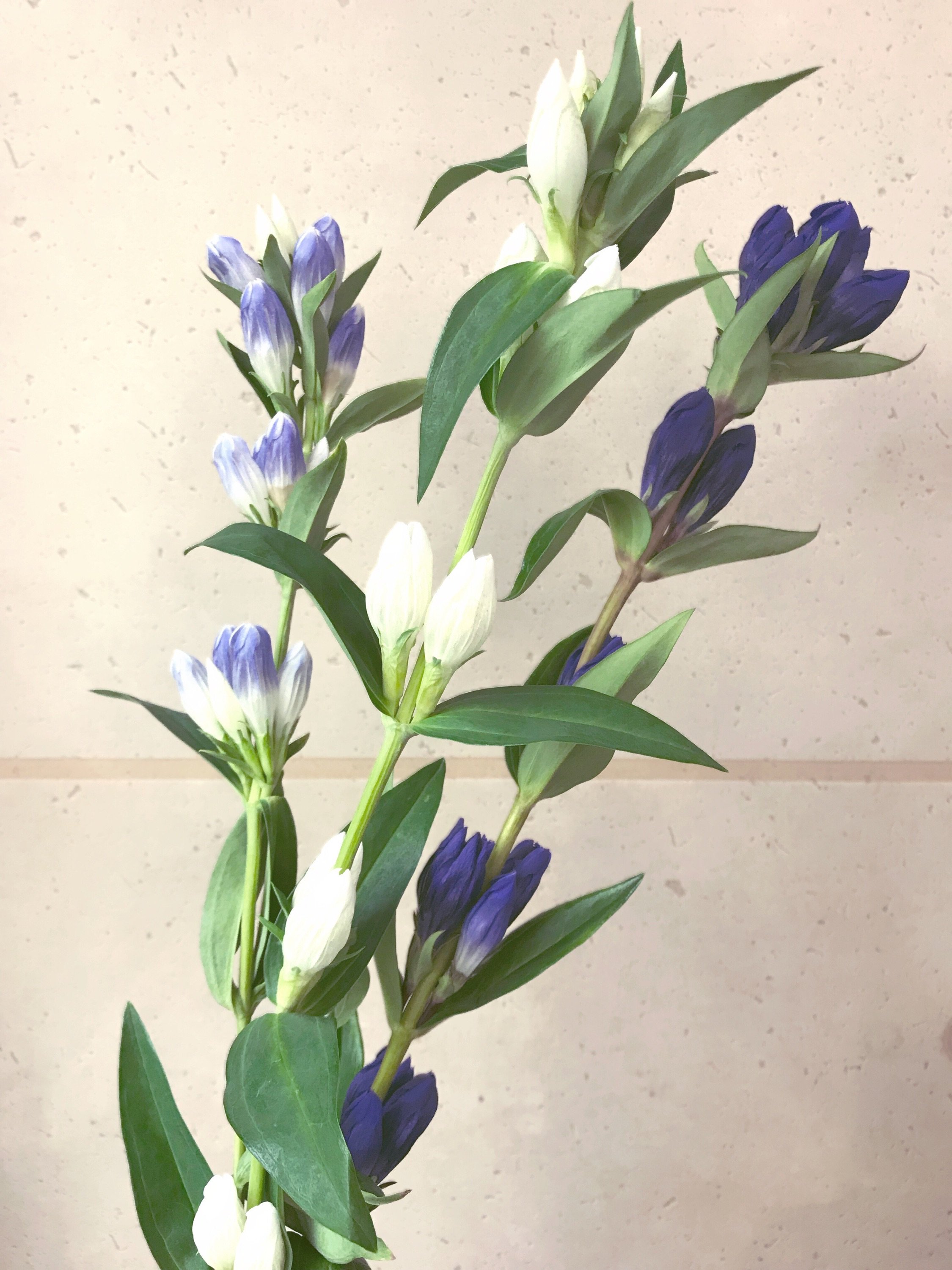 いろは花店 ワレモコウ リンドウ ミモザの切り花入荷いたしております 本日は木曜日のため定休日です ご了承ください 滋賀県 守山市 花屋 ミモザ ワレモコウ 花 リンドウ 切り花 T Co L6xofbvfgo Twitter
