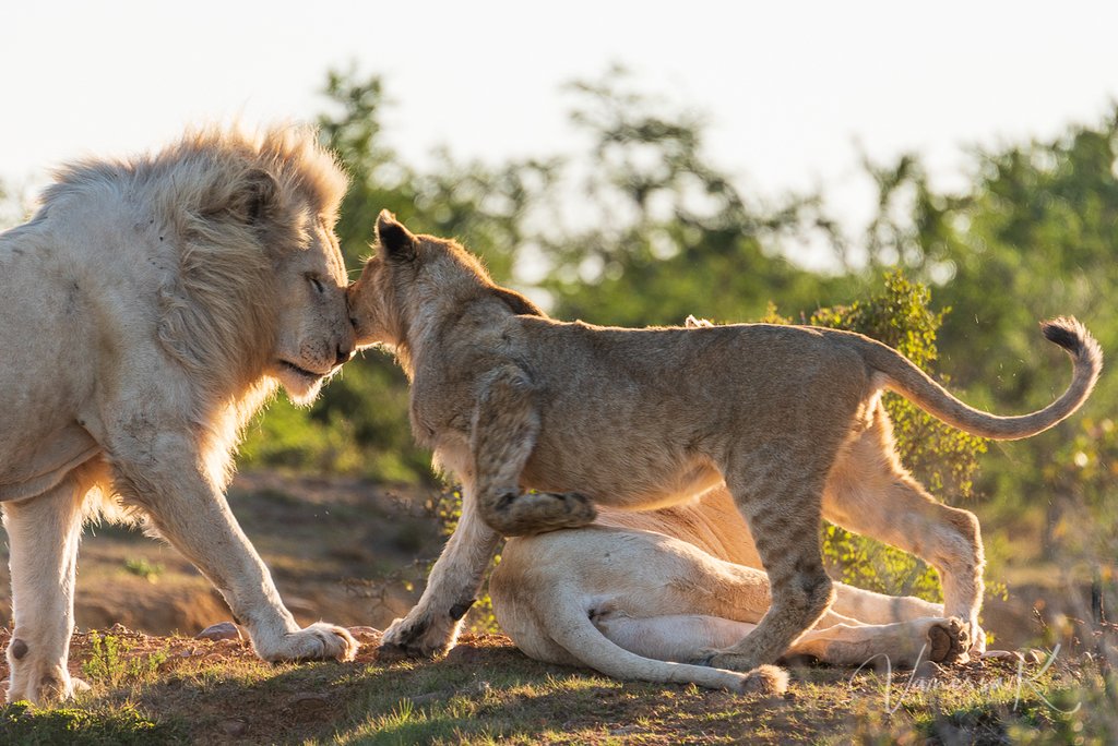 pumbarangers's tweet photo. #tbt to October 2018. This photo, taken by one of our guests, is just too stunning not to share!

#pumbagamereserve #pumbawhitelions #pumbalions https://t.co/Gf9YyiGGuF