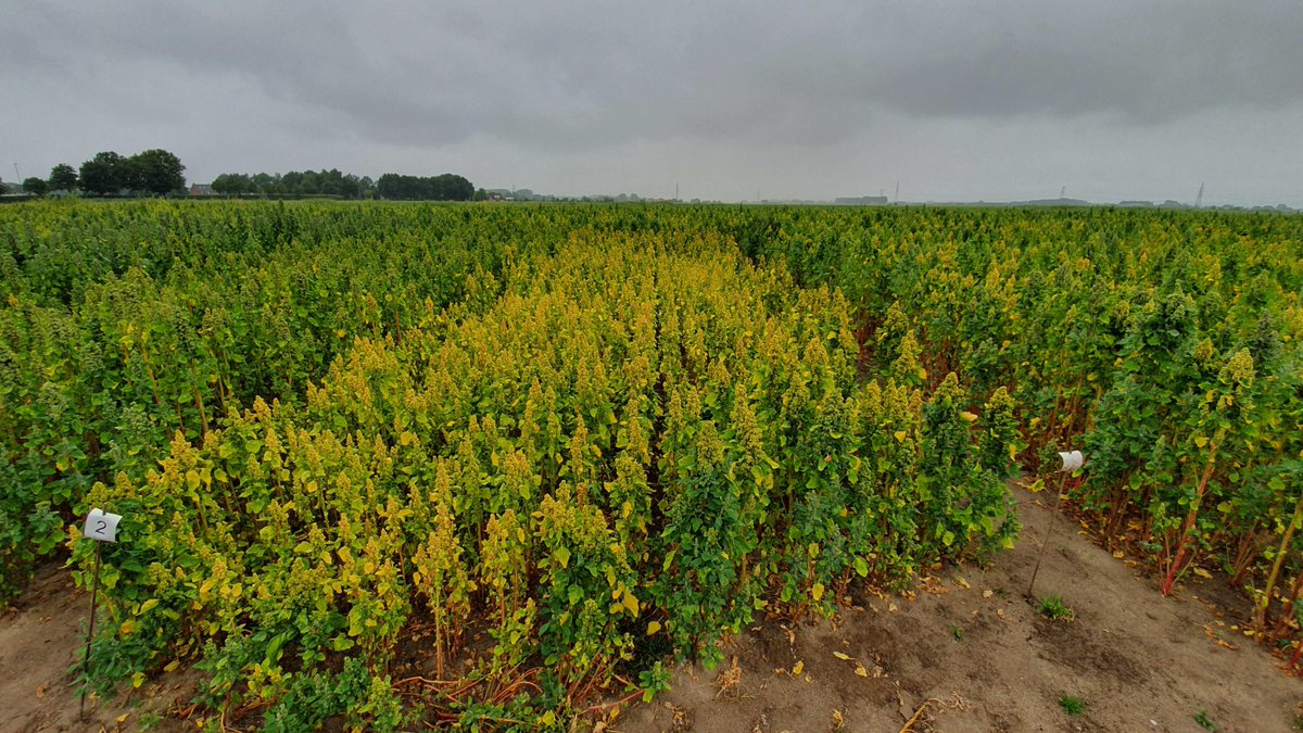 The Quinoa Company tweet media