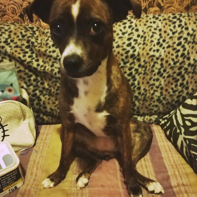 #PuppyLove https://t.co/uDn97O9RYw<a href="/tag/puppylove"class="tags">#PuppyLove</a>