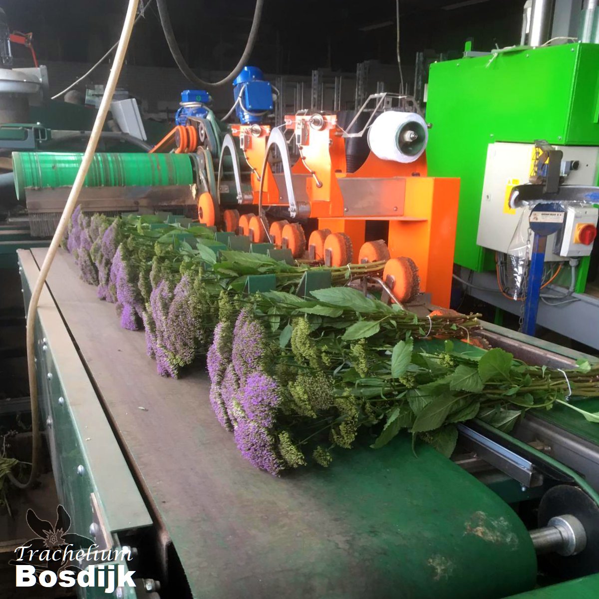 summerflowersNL's tweet photo. Met liefde verzorgd en gebost.
#Trachelium #Summerflowers #Bosdijk #Seizoensbloemen #seasonalflowers https://t.co/qKASO6BKuC
