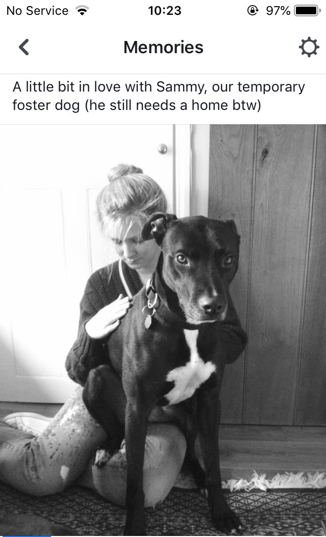 Katie__Eden's tweet image. According to Facebook Memories this morning, there’s something that keeps happening at exactly this time of year!
🐕🐕🐕
#signsofweakness
#watchoutforjuly 
#AdoptDontShop