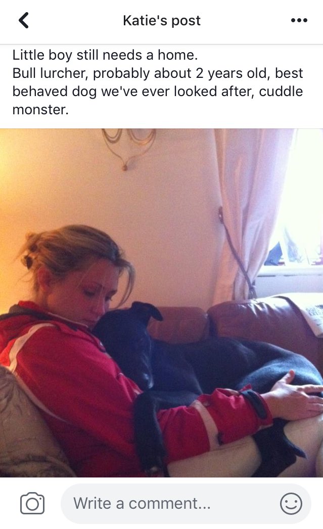 Katie__Eden's tweet image. According to Facebook Memories this morning, there’s something that keeps happening at exactly this time of year!
🐕🐕🐕
#signsofweakness
#watchoutforjuly 
#AdoptDontShop