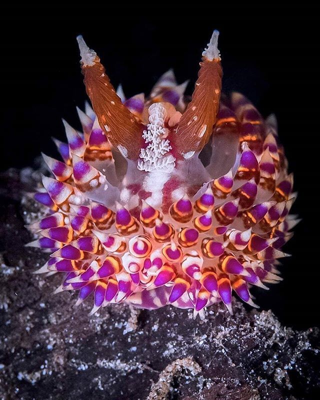 divecompare's tweet photo. Janolus sp Nudibranch 😍
📷 by @hary_wei ...
#nudibanch #janolus #seaslug #uwmacro #uwphoto #ocean #scuba #diving #padangbai #bail #divecompare https://t.co/ueHM7yHX8E https://t.co/IZOQjJvrzH