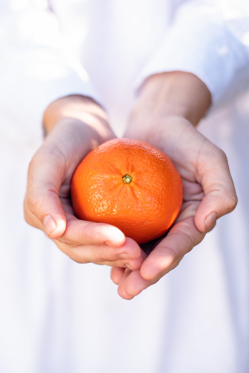 Ironbark Citrus tweet media