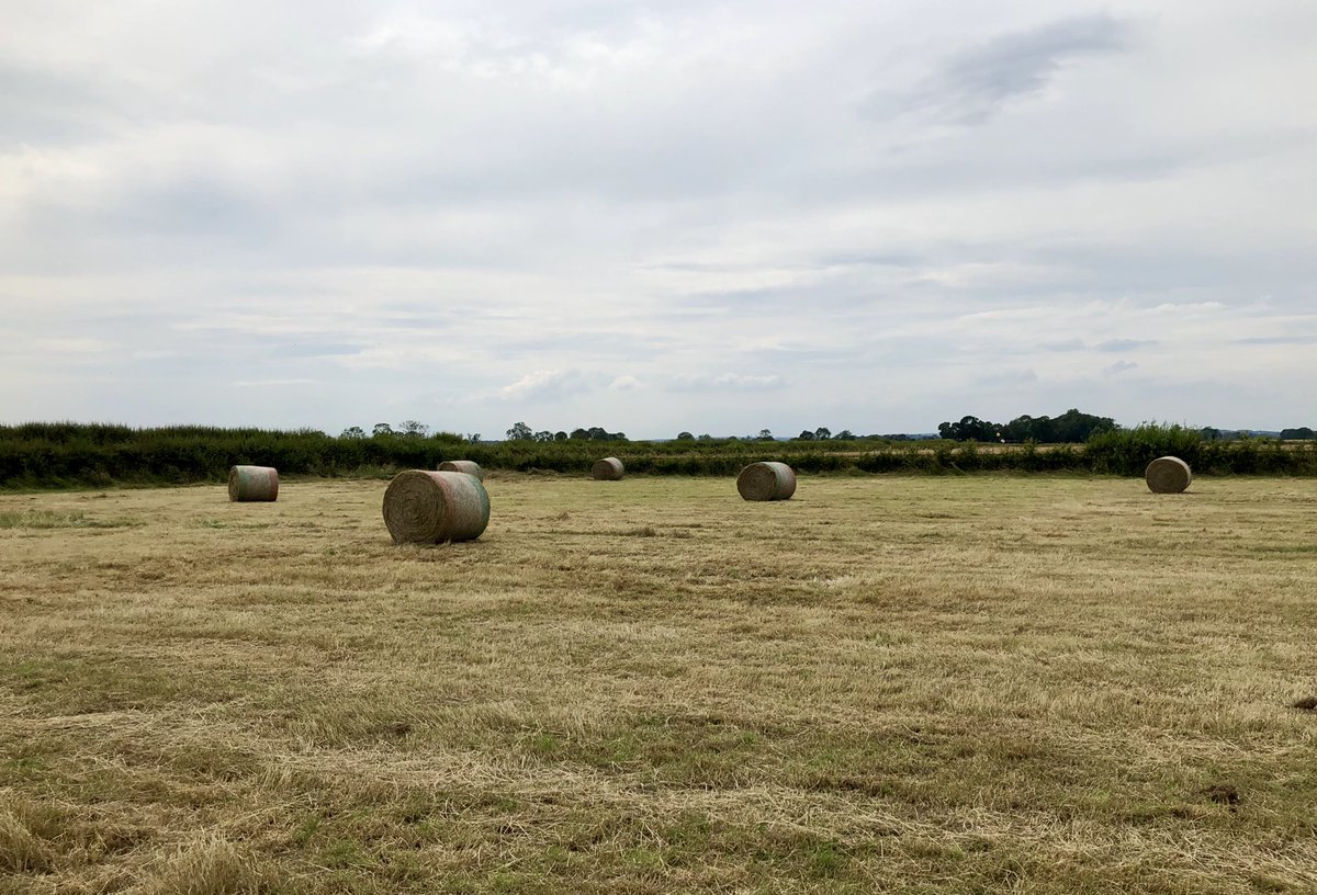 hendrickshollow's tweet photo. Roly polys in our field! Makes me very happy :) https://t.co/J1DPy9plca