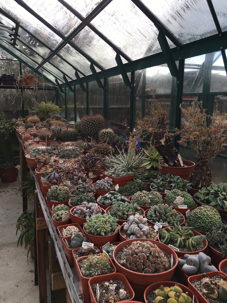 southendcacti's tweet photo. It may be raining today but it is always warm and dry in the greenhouse! #greenhouseday #green #cactus #succulent #rain https://t.co/s5VNigmNvg
