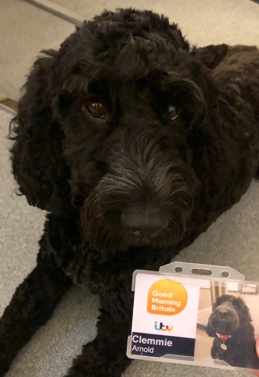 Clemmie the GMB cockapoo has her Studios Tour pass - do you have yours?

Get in early before the introductory ticket price offer ends!

Here is where you can get your own backstage access: daytimestudiostour.co.uk 

#itvstudiostour #televisioncentre #Backstage