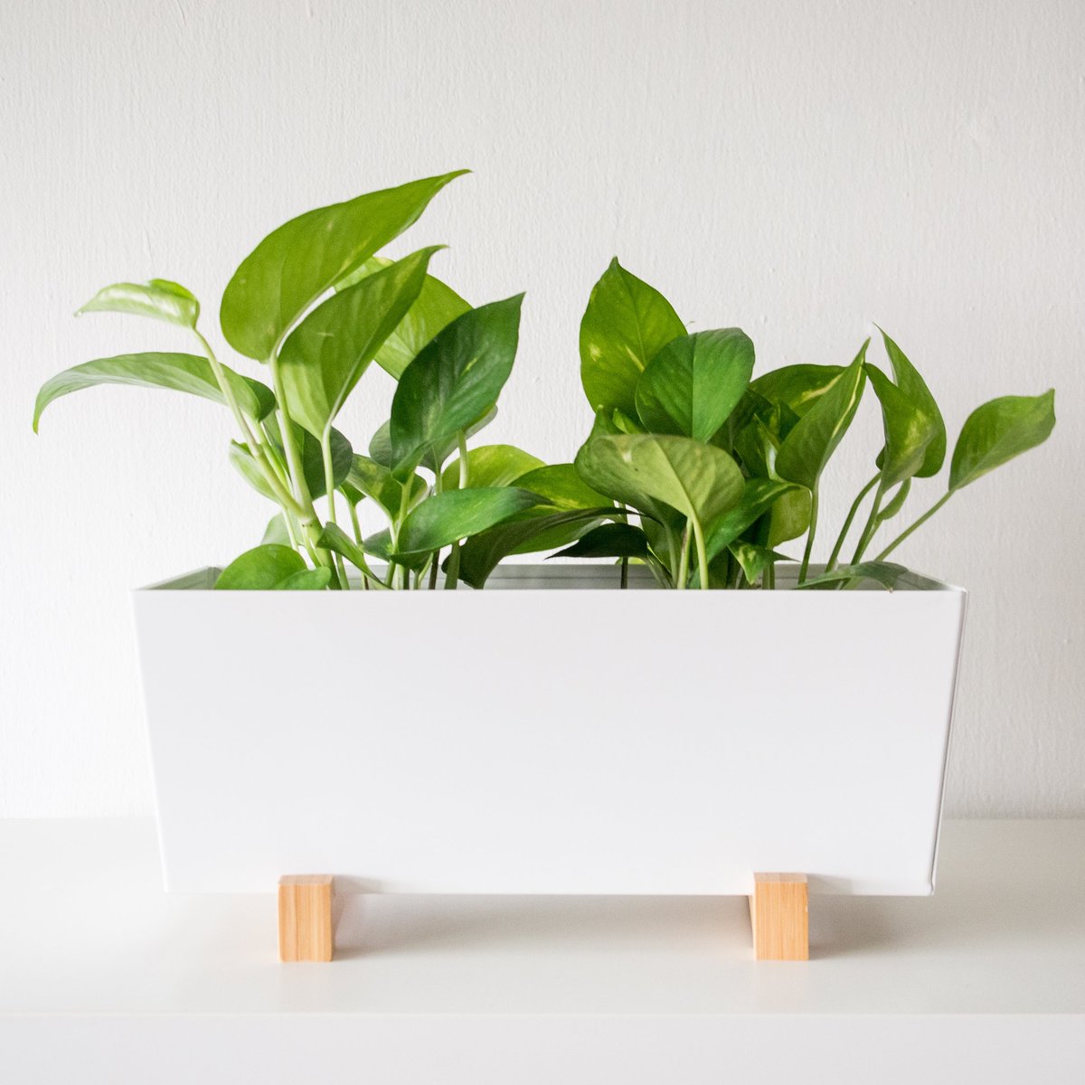 msadruddinj's tweet photo. 🌱 https://t.co/8TobzR64E8