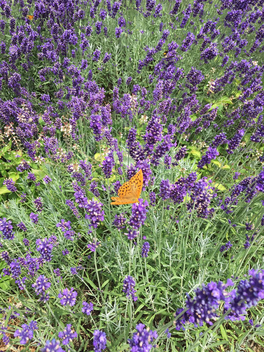 ThePushyParents's tweet photo. Dear Poppy spotted a butterfly in the garden and wrote this verse.

Oh, diaphanous sprite 
Oh beauteous lepidopteran
There sit you among the lavender flowers
Delicate, mysterious light - diffused burnt orange
Oh to find a profound last line
But sadly fuck all rhymes with orange https://t.co/AMqVp8DtMc
