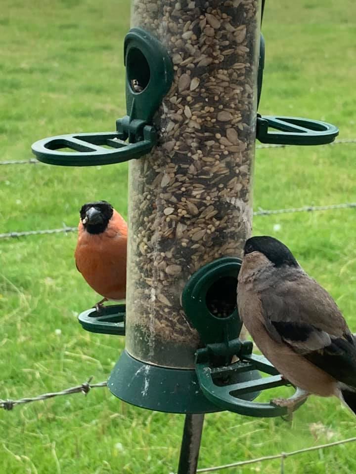 Recently at the shop we started seeing a pair of beautiful Bullfinches.
It now seems they have taken a liking to our food and can’t get enough. They obviously have excellent taste. It's our Deluxe Feeder seed in the feeder birdsbistro.co.uk/product/deluxe…
Lovely birds 🐦 😍
