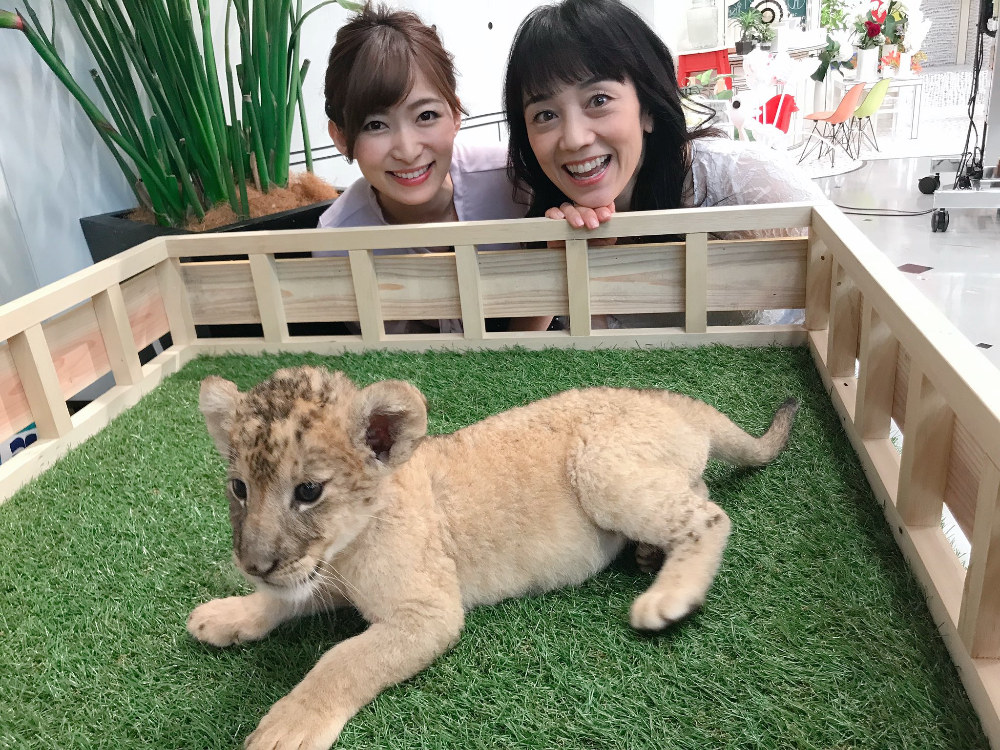 東海テレビ スイッチ きょうはスタジオに 富士サファリパーク からライオンの赤ちゃん がきてくれました 高井さんもメロメロ 9月上旬までライオンの赤ちゃんと記念撮影やミルクを飲む様子が見られるイベントを開催中です 夏休みのお出かけに是非