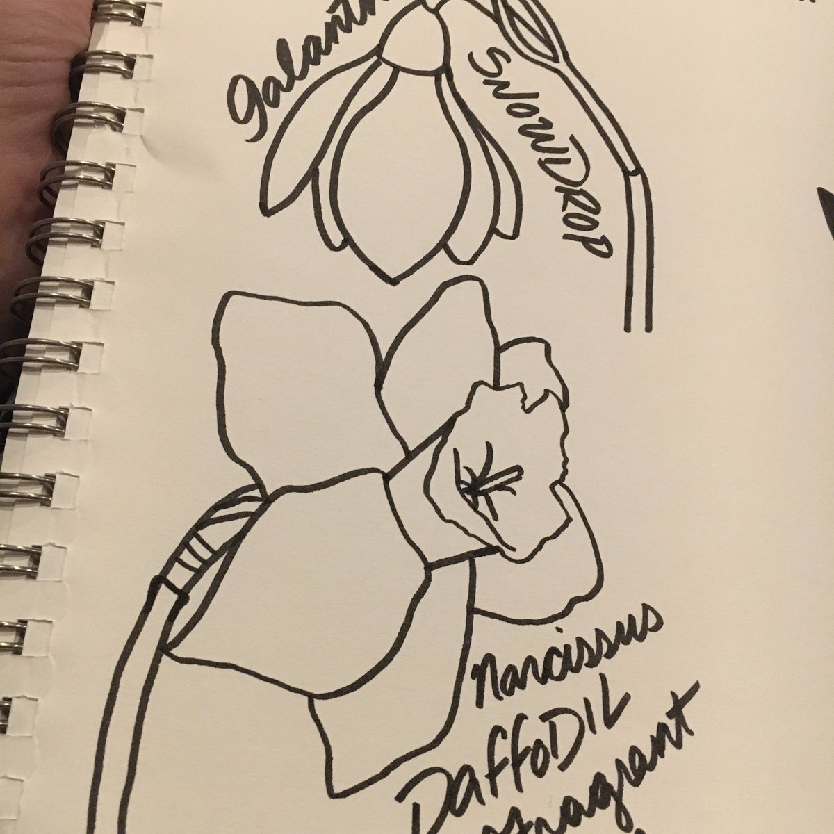 Sam_Goodheart's tweet photo. Iβm not very good with flower names (scientific or otherwise), so I figured Iβd start writing them as I draw them.
#etsy #handmade #thesamantics #smallbusiness #flowers #flowerpower #nature #naturelover #science #art #artsandcrafts #drawing #sketch #designer #makersgonnamake https://t.co/9kSx91f7j1