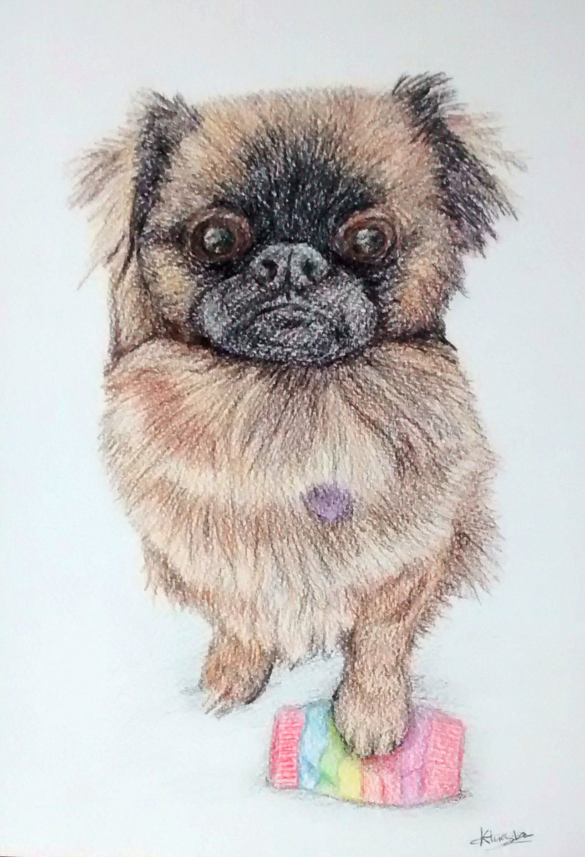 Bamboo_Bandit's tweet photo. It's #throwbackthursday time again. This time to a funny little pug cross and her favourite little sock.

#drawing #pencil #pencildrawing #petportraitartist #petportrait #pugcross #pug #shitzu #funnydogs #art #artistoninstagram #socks #fuzzydog #dogsofinstagram https://t.co/T8HbeGgLKp