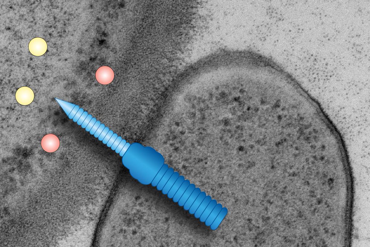 Interested in understanding the mechanism and role of bacterial-fungal interactions mediated by the Type VI secretion system? We are recruiting for three post-docs with diverse skills: bit.ly/2LYSpBE and bit.ly/2JLeHUB. Please RT! <a href="/UoDLifeSciences/">UoD Life Sciences</a> <a href="/ESRIC_Imaging/">ESRIC</a>