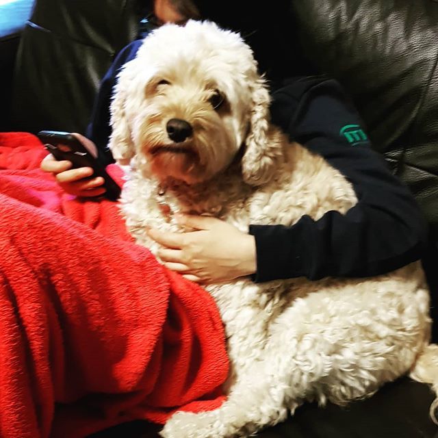 #Chilijustchilling #Cavapoolife #chili #cavapoolove  #mypet 
#Cavapoo in #London  #cute #delight_pets  #dogscorner  #inspiredbypets  #pet #petbox #dog #dogsandpals #mydogiscutest #petfancy #dogs  #doglover  #ilovemydog  #dogstagram #lovedogs #pets  #adorable  #petstagramand …