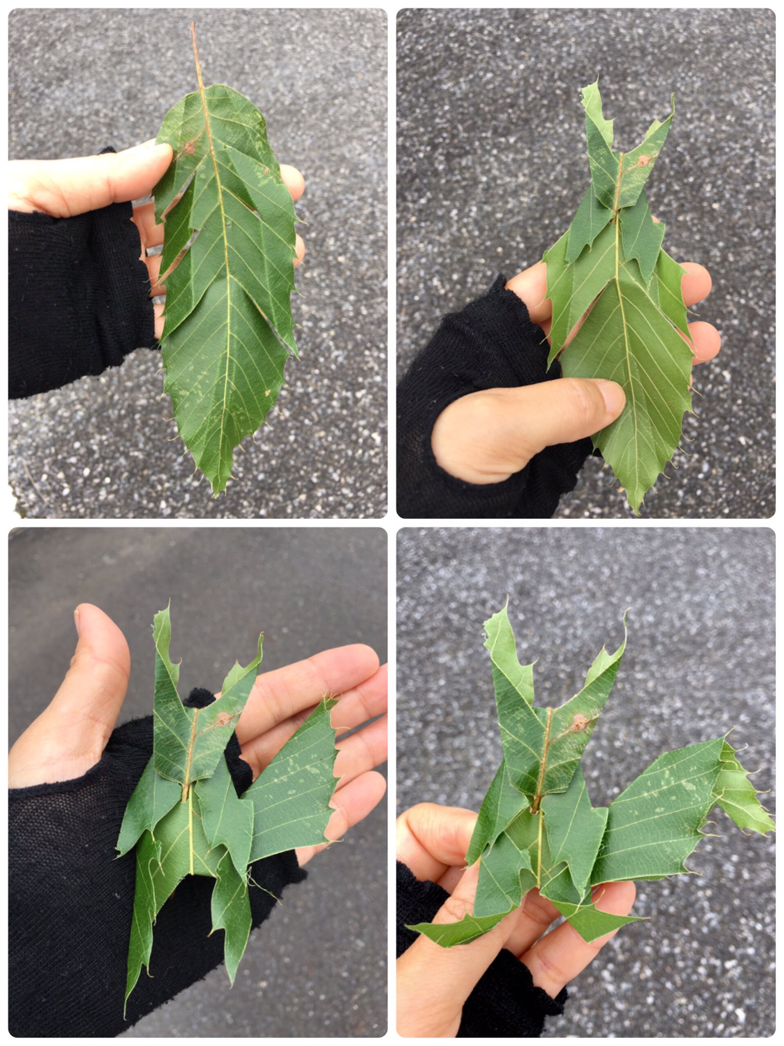 Inori クヌギの葉でリスを作りました 葉の柄で顔を留めると前脚と後脚も固定できました クヌギは丸い大きなドングリができるのでリスにしました 葉脈で割いて折るだけです この時期も結構葉っぱが落ちてい