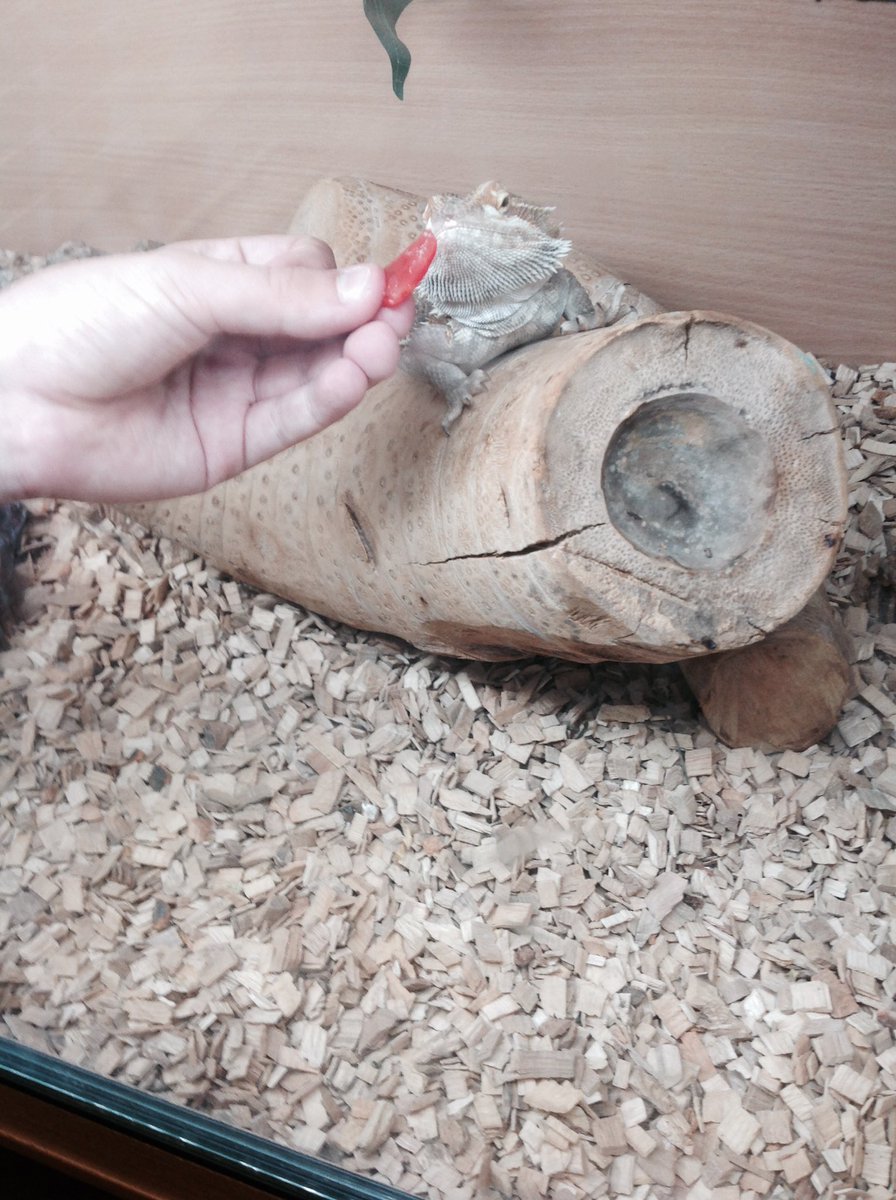 We made a funny discovery today. Drogon HATES tomatoes. Look how grumpy he is when we made him try one 🐉😡🍅 <a href="/KellingtonSch/">Kellington Primary</a>