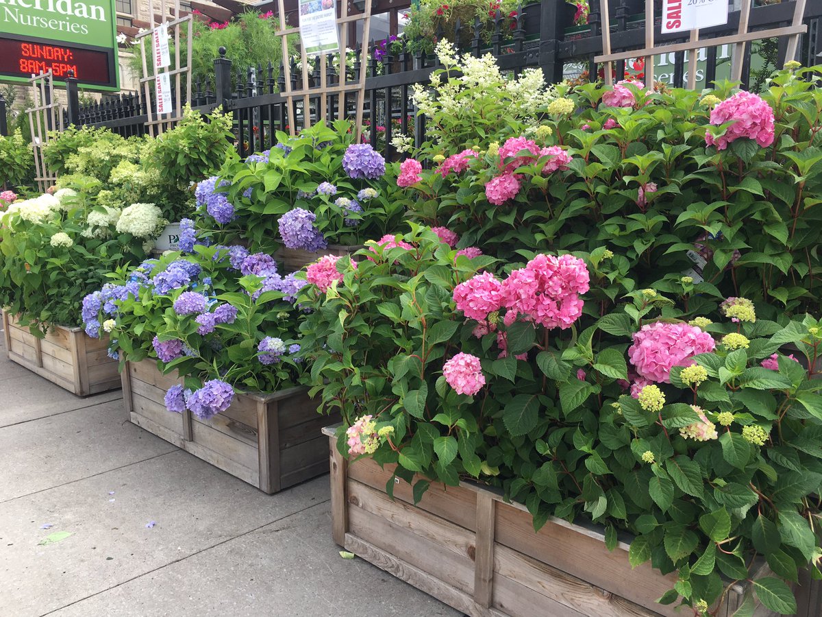 SheridNurseries's tweet image. We’re here! Visit us at our #Toronto location 11-3 for all things hydrangeas! 💙

✨PS: all hydrangeas are 20% off ✨

#lifeinfullbloom #uptownyonge #gardening