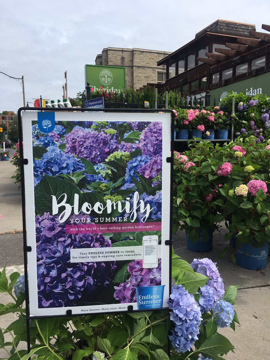 Sheridan Nurseries On Twitter We Re Here Visit Us At Our Toronto Location 11 3 For All Things Hydrangeas Ps Are 20 Off Lifeinfullbloom Uptownyonge Gardening Https T Co 76v8ta0p5f Sheridan Nurseries On Twitter We Re