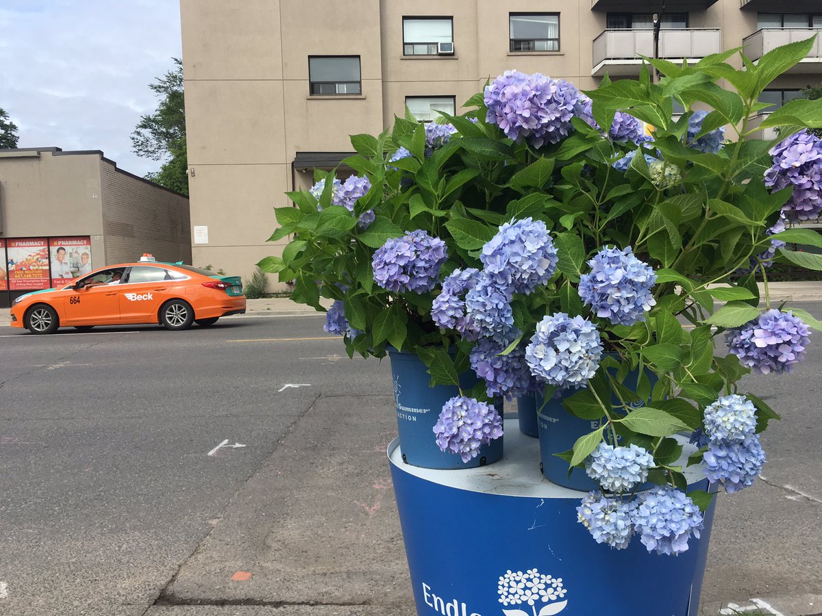 SheridNurseries's tweet image. We’re here! Visit us at our #Toronto location 11-3 for all things hydrangeas! 💙

✨PS: all hydrangeas are 20% off ✨

#lifeinfullbloom #uptownyonge #gardening