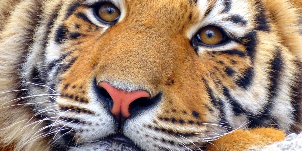 Onepurpose_1's tweet photo. Have you ever seen squirrels, elephants, tigers, humming-birds gathered at a council or in a senate chamber discussing about the fate of their species? Making out plans for the next 10 or 50 years ? 
It has never happened and it will never happen! 

Why ? 
1/3 https://t.co/VofCqfNmdv