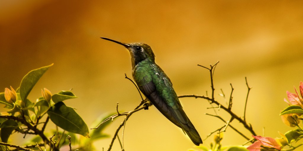 Onepurpose_1's tweet photo. Have you ever seen squirrels, elephants, tigers, humming-birds gathered at a council or in a senate chamber discussing about the fate of their species? Making out plans for the next 10 or 50 years ? 
It has never happened and it will never happen! 

Why ? 
1/3 https://t.co/VofCqfNmdv