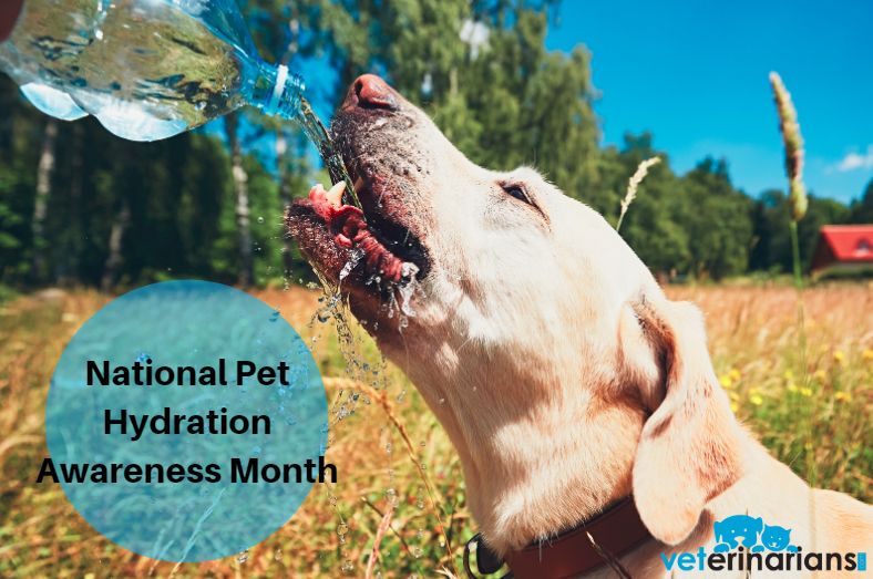 July is National Pet Hydration Awareness Month! Make sure to keep your furry friend hydrated in the summer heat. Thanks to @thisisinsider, we’re sharing 8 ways to get your pets to drink more water, like providing multiple water sources for your pet: bit.ly/2XEZqOQ
