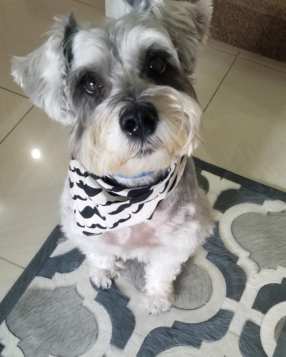 BPilaDesign's tweet photo. Bartolomeo, our office mascot, sitting (aka posing) on a gorgeous @KyleBunting hair-on-hide rug that we are creating for a client. 😍 Isn't he the cutest? 

#BPilaDesign #DesignEnlightenment #SacredSpaces #interiordesign https://t.co/vJcU4c9wHW