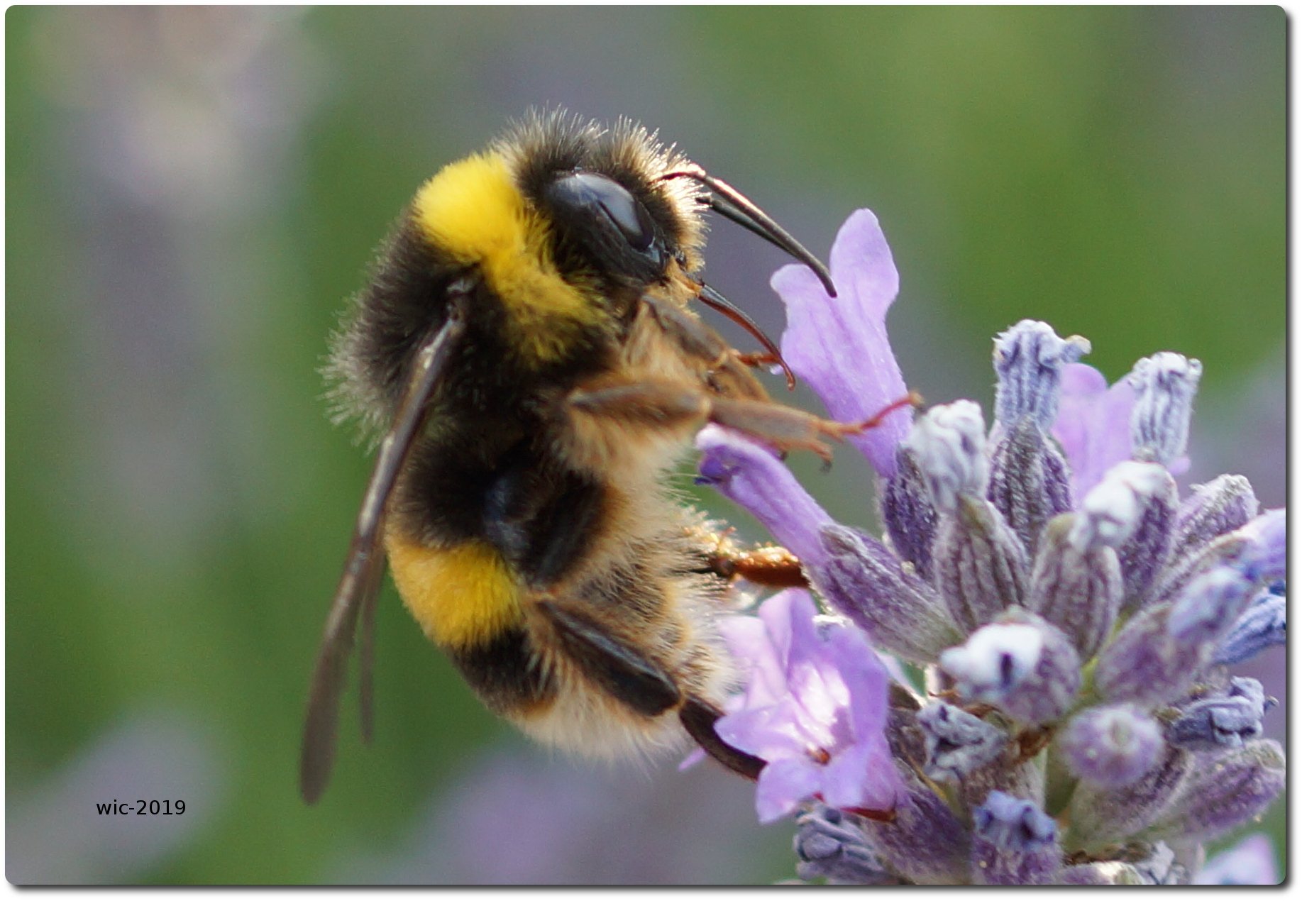 Ball-Rolling Bumble Bees Just Wanna Have Fun