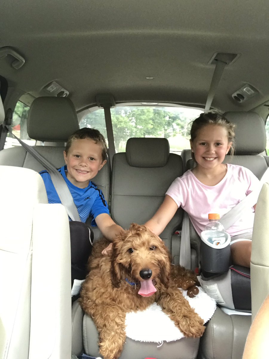 SarahBakerBES's tweet photo. Meet Roscoe! The newest member of the Baker family! #MiniIrishDoodle #BusyPuppy #HappyKids https://t.co/pZLBRJwbje