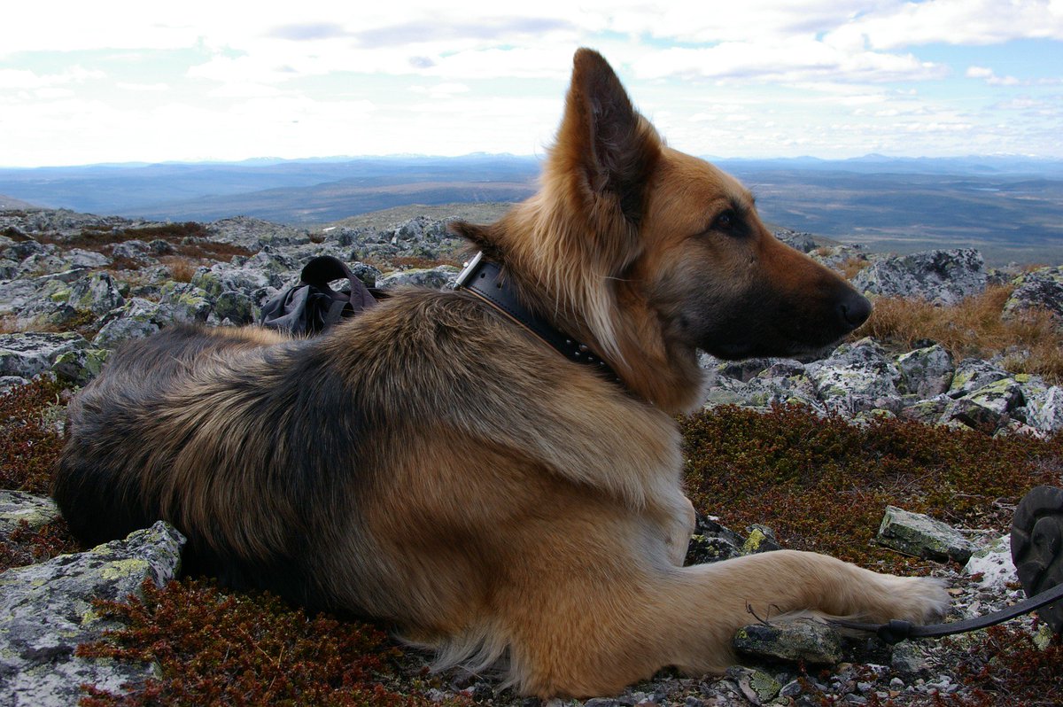 Berti_and_Ernie tweet picture