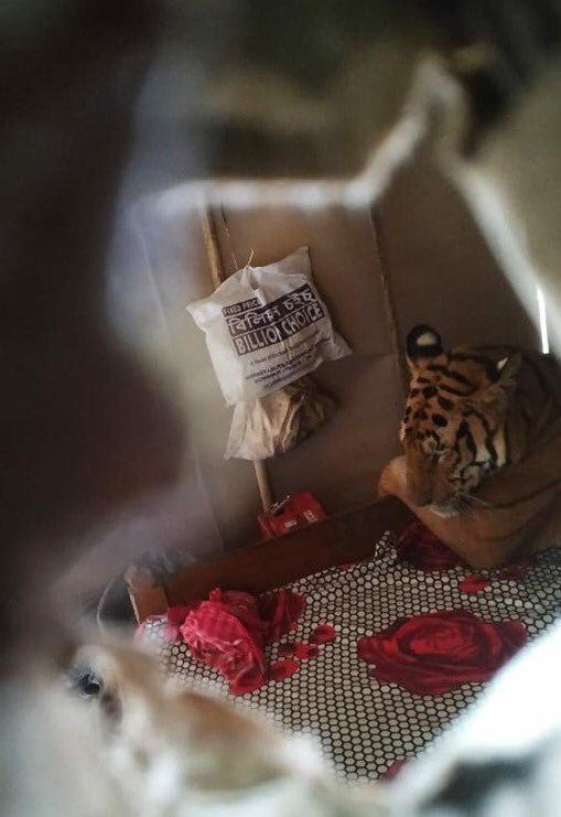 asianewsteam's tweet photo. A Bengal Tiger found sitting on a bed in a house in flood hit #Harmati area of #Kaziranga. Forest officials have reached the spot. #AssamFloods https://t.co/4EsnYA2u5w