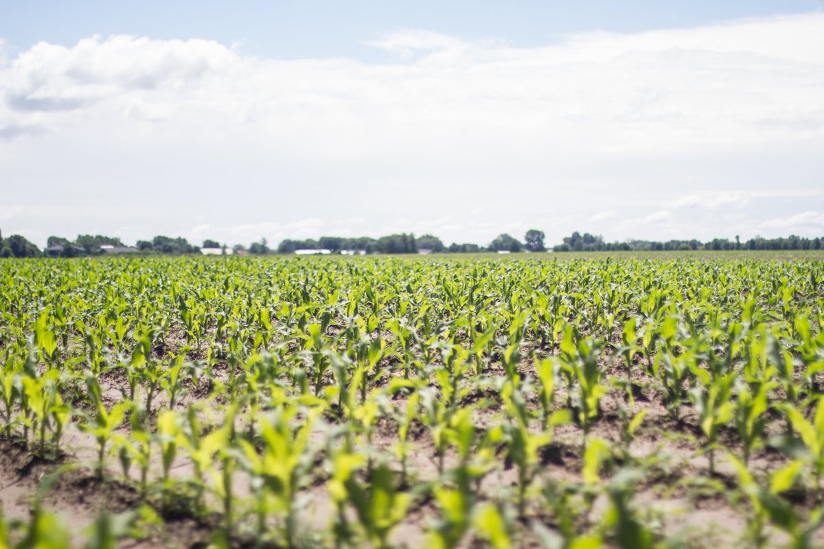 [Portrait d'#agriculteur👨‍🌾] Toutes les #cultures produites sur la Ferme Diane et Denis Champagne Inc. sont certifiées #bio🌱 « J’ai toujours été
fier de nos produits quand on peut les mettre dans
l’assiette des gens le plus directement possible. »
(Denis Champagne)
