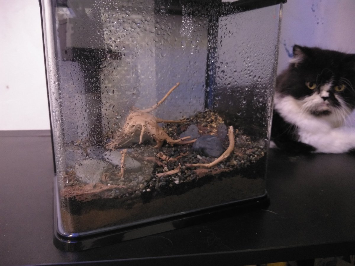 New hobby. Aquascaping video soon. Jungle design 'yan, pinapatubo ko pa 'yung grass from seed. Lol

youtube.com/bulletsantander