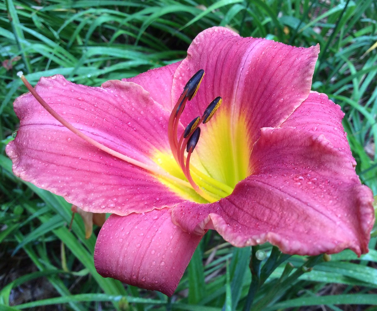 I grow 3 #daylilies in the dusty pink color family. Two are blooming now. Left is "New Note" and right is "Rose Lyric."