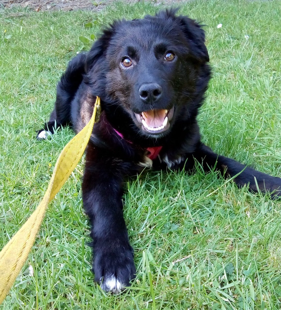 SarahBarneys's tweet photo. This beautiful girl is Willow she’s a med sized cross breed. She has been waiting in foster for months now. Please take a look at our Facebook page for more details on this beautiful baby ❤️ https://t.co/8otp0sm4sh