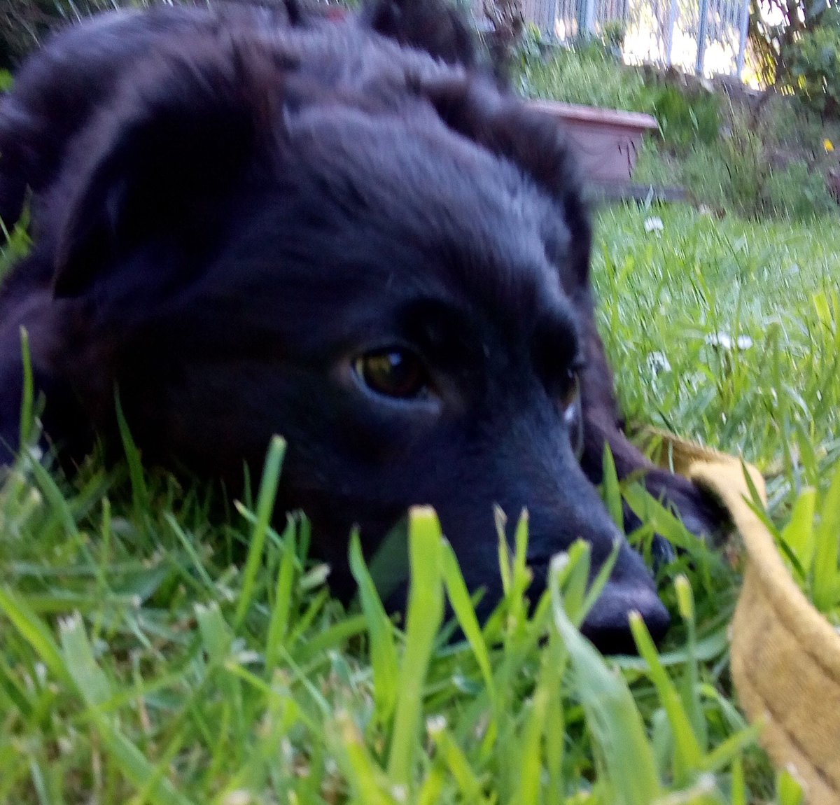 This beautiful girl is Willow she’s a med sized cross breed. She has been waiting in foster for months now. Please take a look at our Facebook page for more details on this beautiful baby ❤️