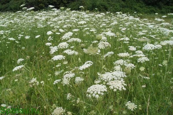 Сорняки моркови. Морковь Дикая - Daucus carota l.. Дикая морковь зонтичные. Дикий морковник. Сорняк Дикая морковь.