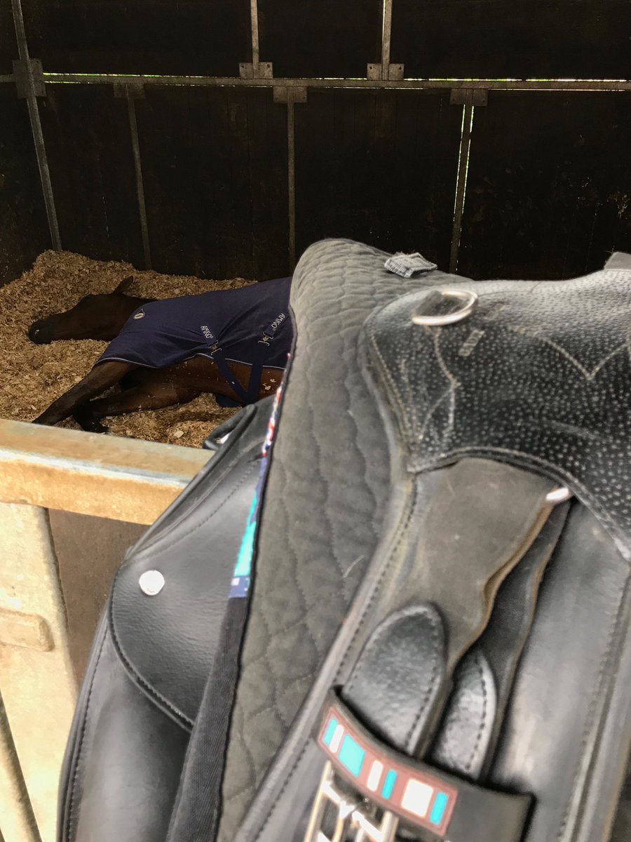 Not sure Dunges Don Perignon is feeling the love for dressage today. ⁦<a href="/VoltaireUK/">Matthew Tarrant</a>⁩ ⁦<a href="/BEventing/">British Eventing</a>⁩
