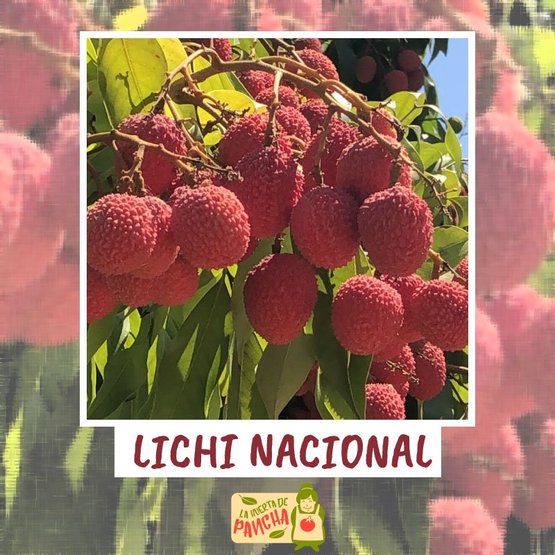 ¿Cómo? ¿Lichi de España? ¿ Eso no es chino, en almíbar?Os presentamos como están nuestros #lichis , queda poco para empezar la temporada. Frescos y recién cogidos del árbol y en solo un par de clicks en tu casa. #frutafresca #delarboalamesa #estahuertamola #frutastropicales