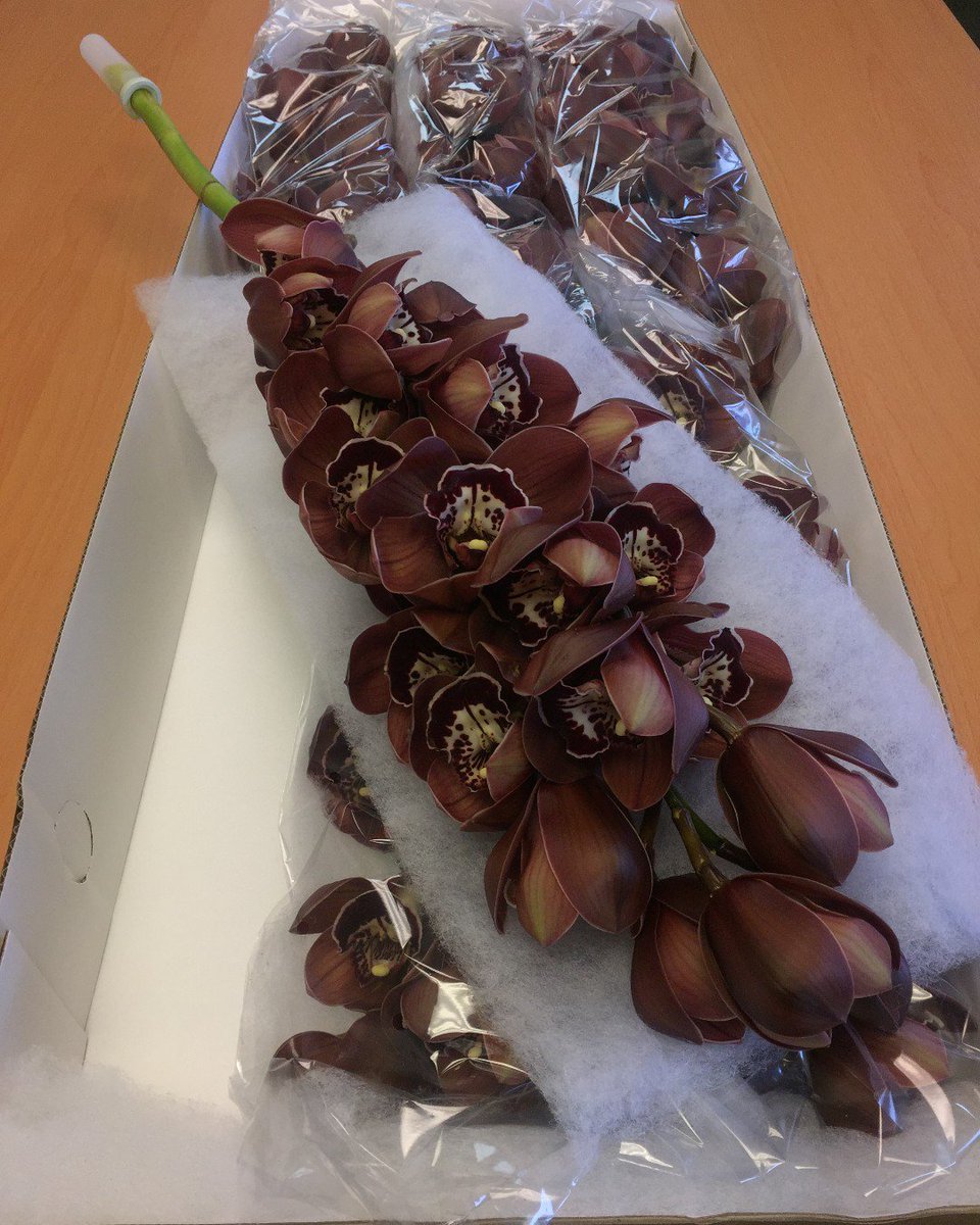 Delicious chocolatey goodness!! We have great supply coming in all grades of these tasty treats, they have strong stems have an excellent stem count ! #cymbidium #orchids #wholesaleflowers #orchids #newzealandbloom #newzealandflowers #buybloomwebshop #brownflowers