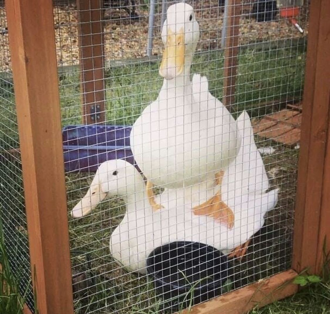 Duck Of The Day tweet media